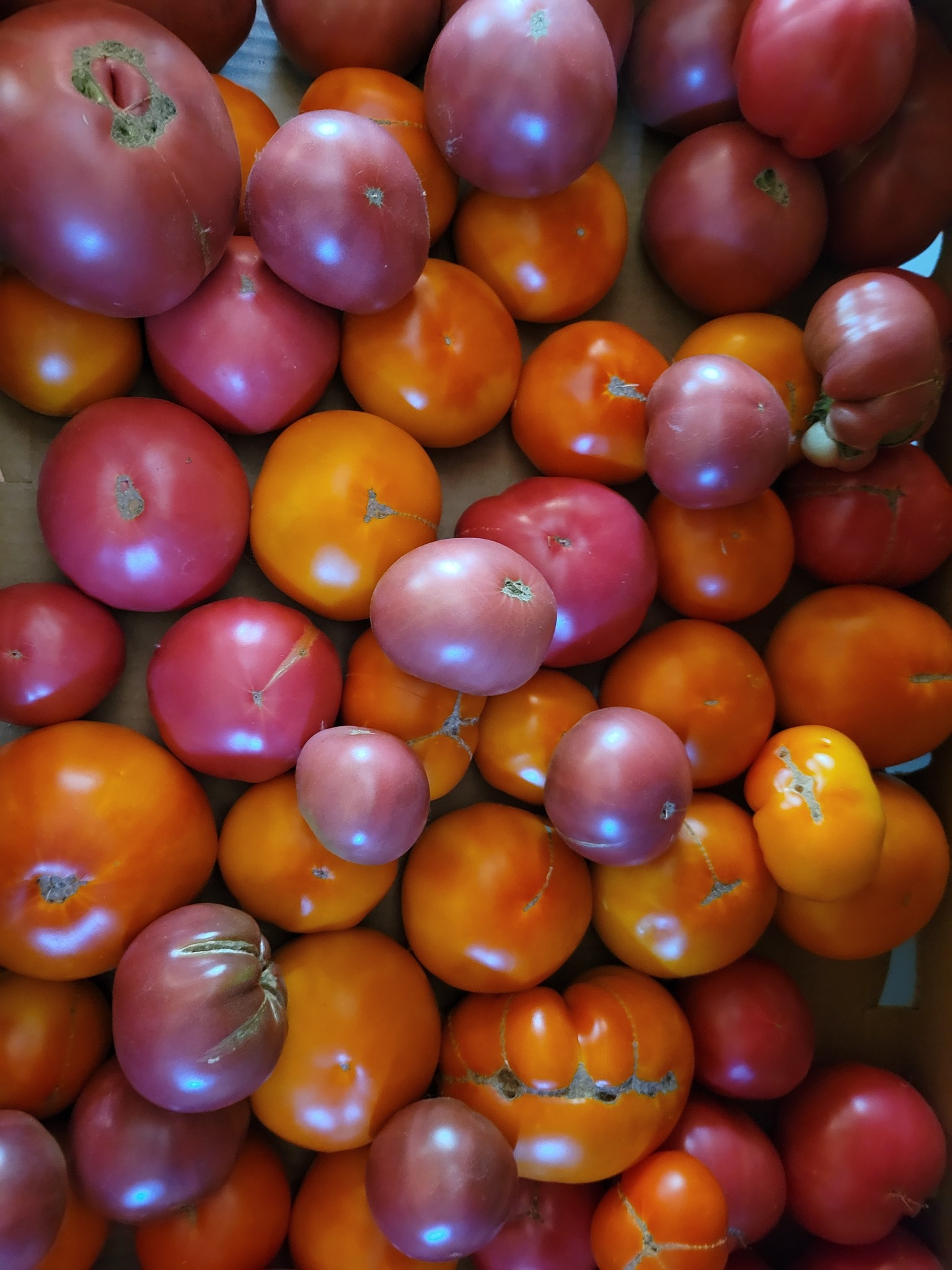 Tomatoes at Casa Fresco Farm